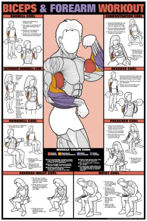 Algra Co-Ed Series Bicep and Forearm Workout Chart